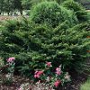 Morden Japanese Yew #5 - Image 2